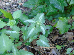 Lamium bifidum