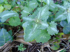 Lamium bifidum