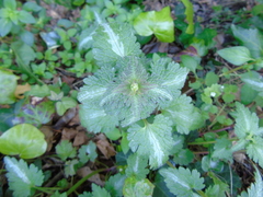 Lamium bifidum