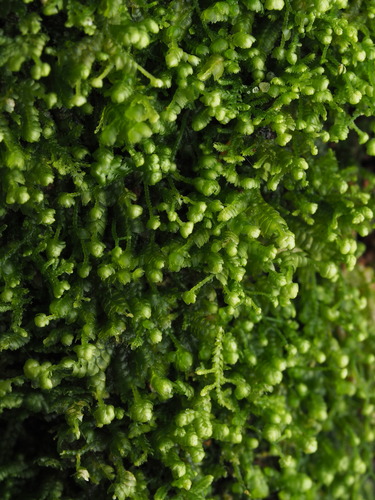 Bazzania Liverwort (Bazzania denudata)