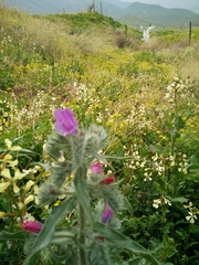 Echium judaeum