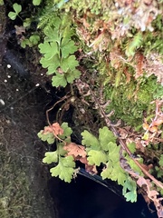 Cystopteris tasmanica
