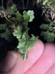 Cystopteris tasmanica, photograph (c) Hannah Rogers, some rights reserved (CC BY)
