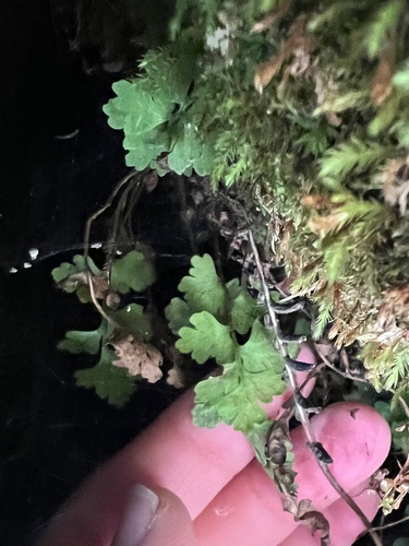 Cystopteris tasmanica, photograph 3