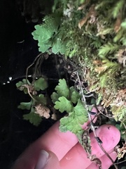 Cystopteris tasmanica, photograph (c) Hannah Rogers, some rights reserved (CC BY)