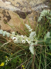 Salvia dominica