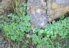 Pelargonium articulatum