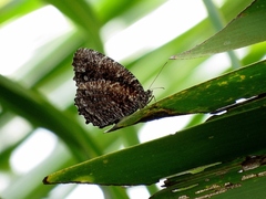 Elymnias nesaea