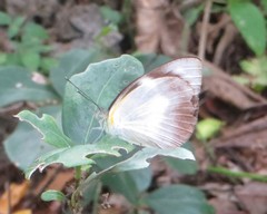 Appias epaphia contracta