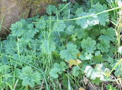 Pelargonium articulatum