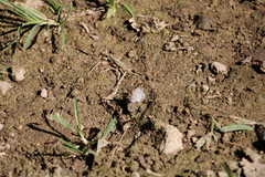 Leptotes cassius cassidula