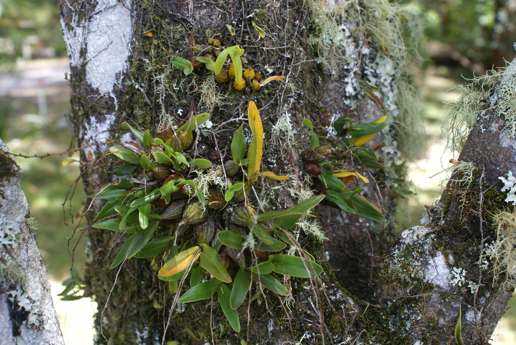 Dendrobium schneiderae F.M.Bailey 4