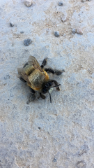 Anthophora hispanica