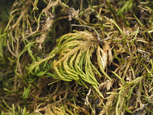 dendroalsia moss (Dendroalsia abietina)