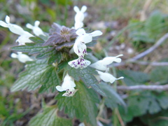Lamium bifidum