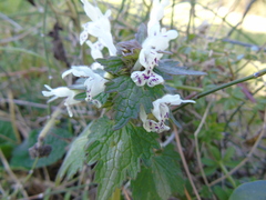 Lamium bifidum