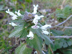 Lamium bifidum