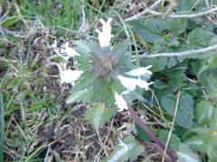 Lamium bifidum