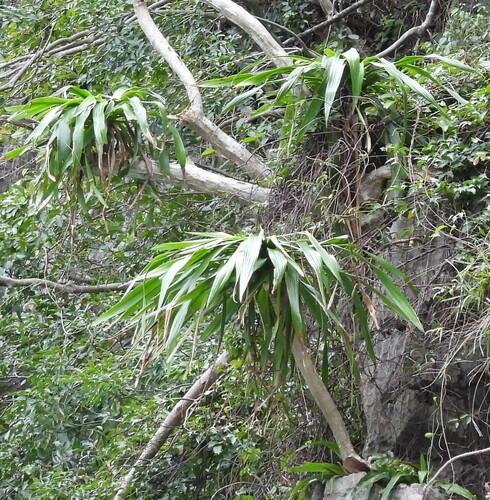 Cambodian Dragon Tree (Dracaena cochinchinensis)