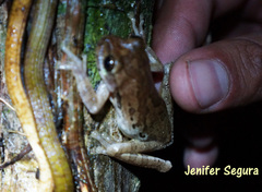 Smilisca cyanosticta