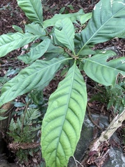 Lithocarpus kawakamii