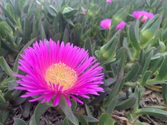 Carpobrotus