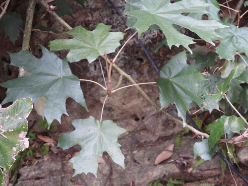 Bayur Tree (Pterospermum acerifolium)