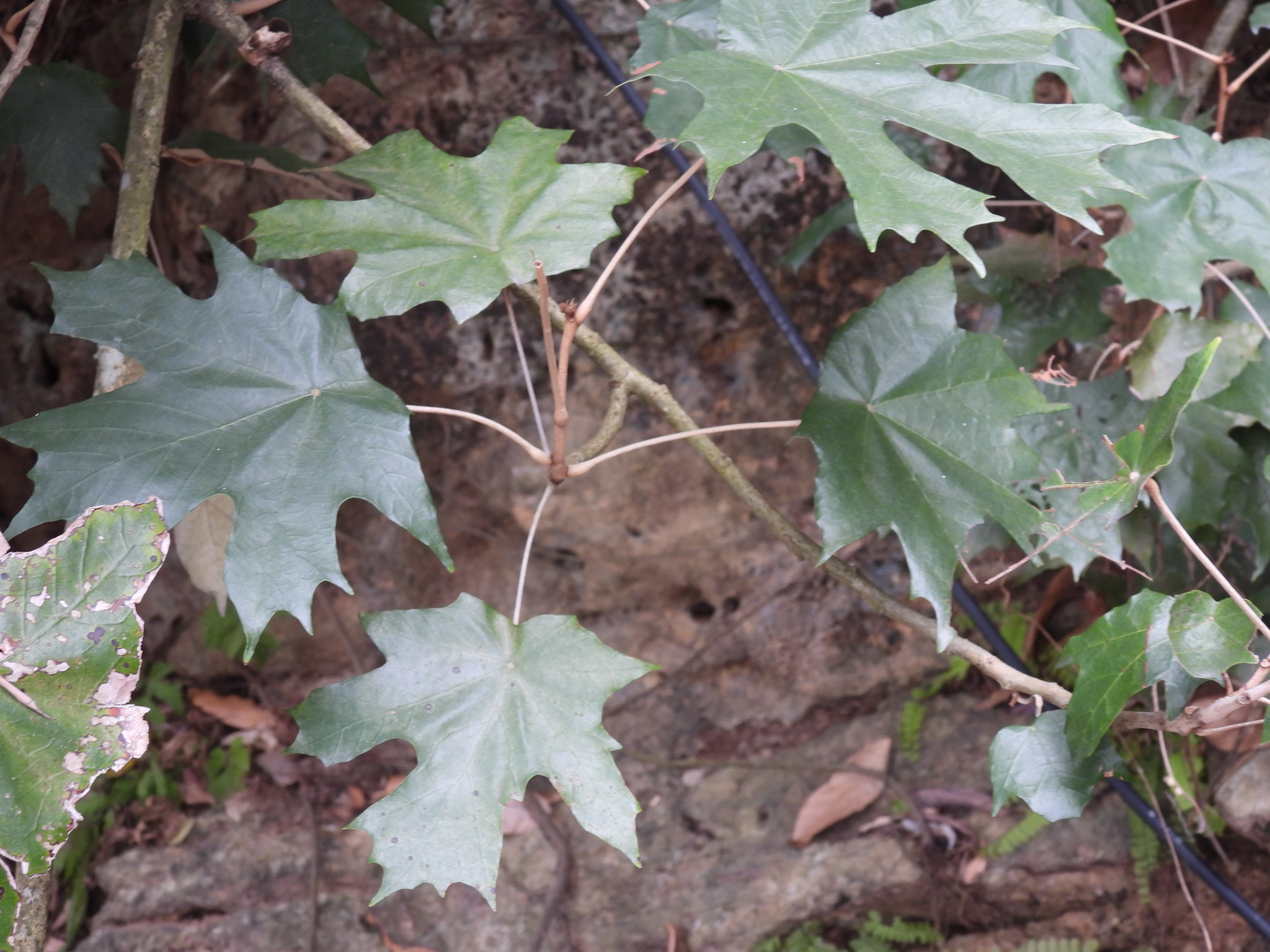 Bayur Tree (Pterospermum acerifolium)