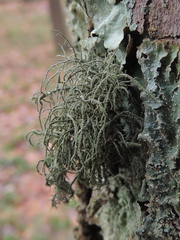 Usnea mutabilis