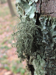 Usnea mutabilis