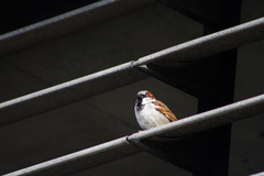 Passer domesticus