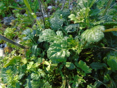 Enarthrocarpus arcuatus