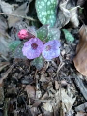 Pulmonaria saccharata