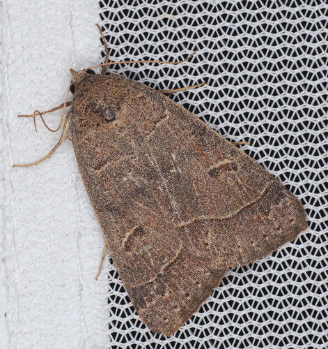Common Oak Moth photo 6