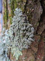 Hypotrachyna showmanii