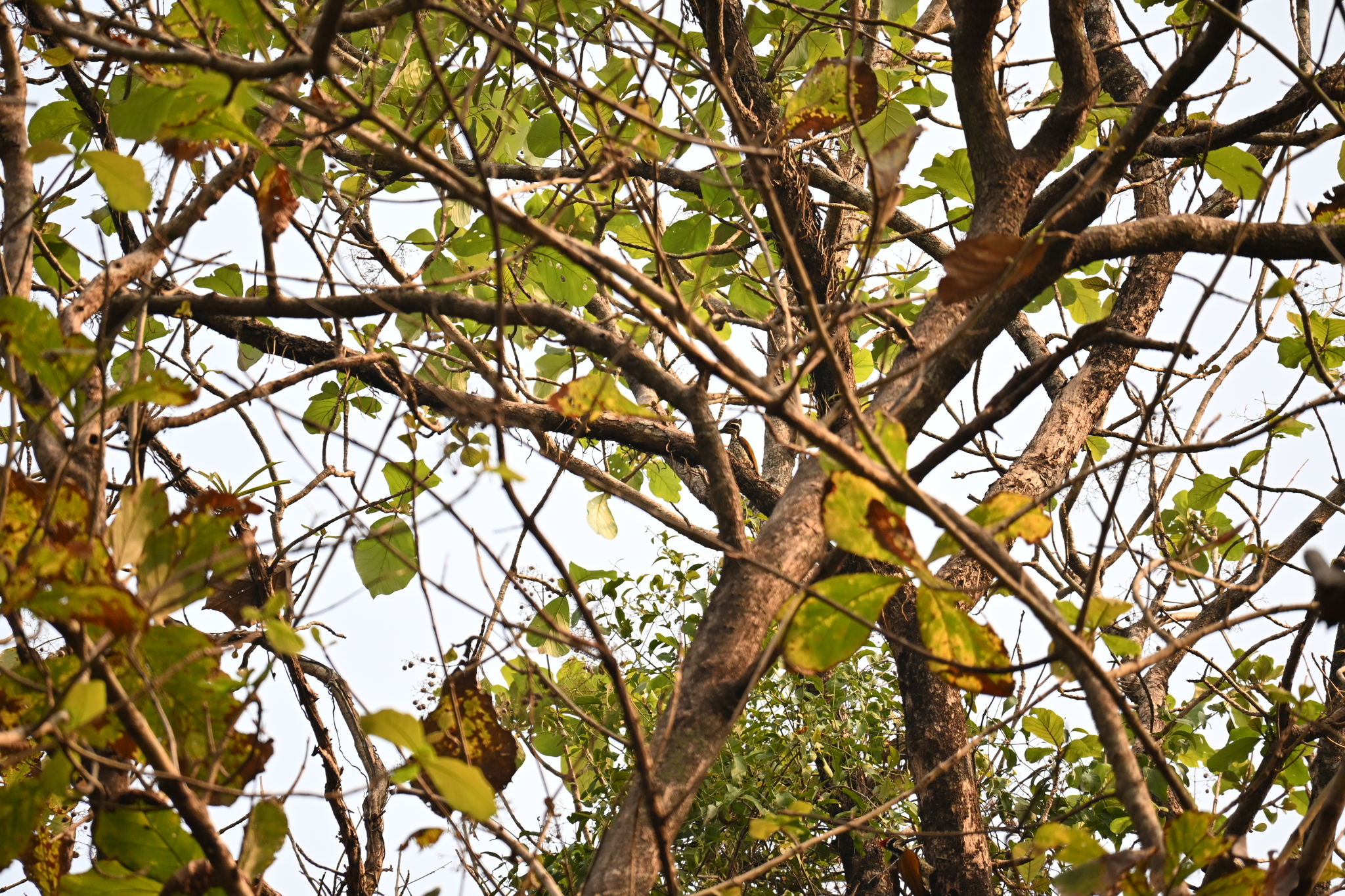 Malabar Flameback (Chrysocolaptes socialis), photo 9