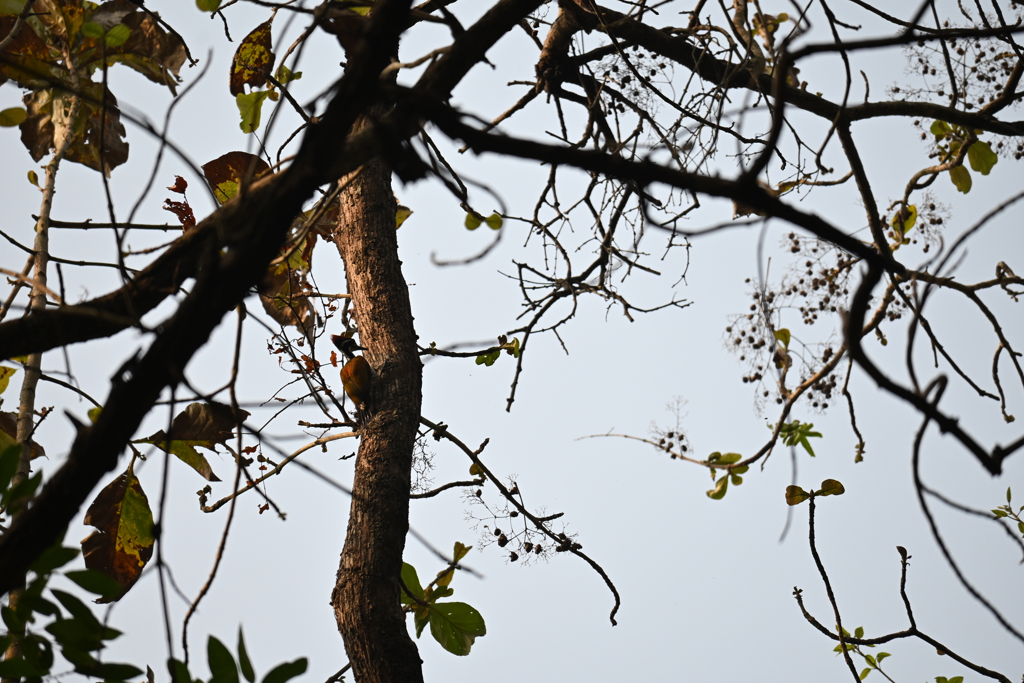 Malabar Flameback (Chrysocolaptes socialis), photo 4