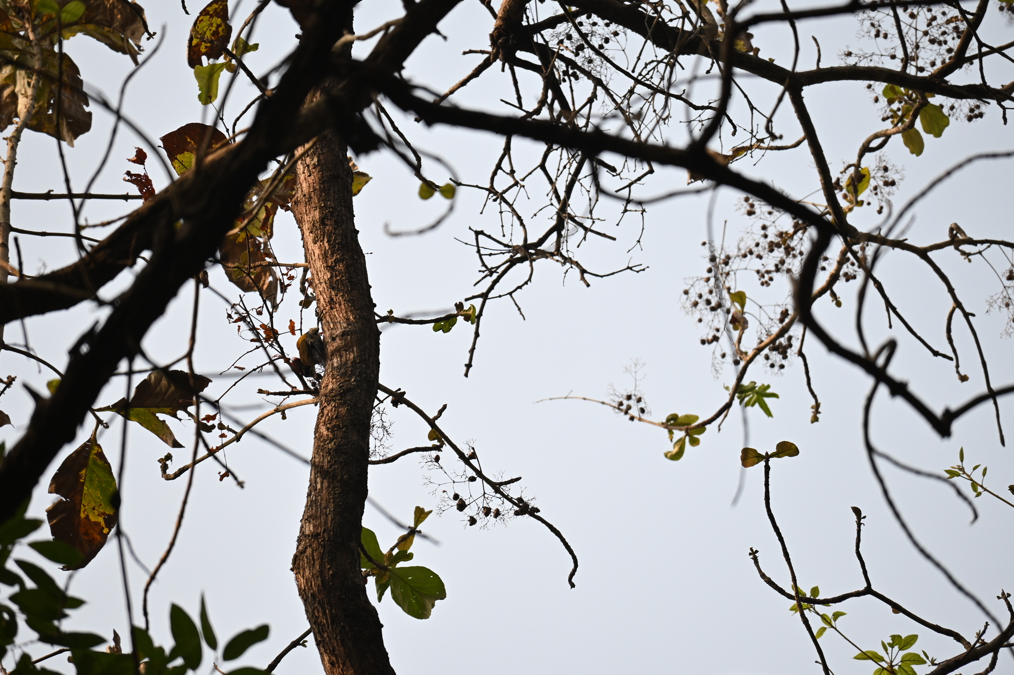 Malabar Flameback (Chrysocolaptes socialis), photo 5