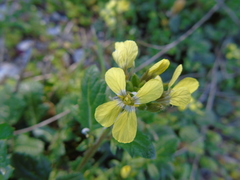 Enarthrocarpus arcuatus