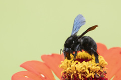 Bombus morio