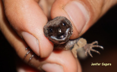 Lepidophyma tuxtlae
