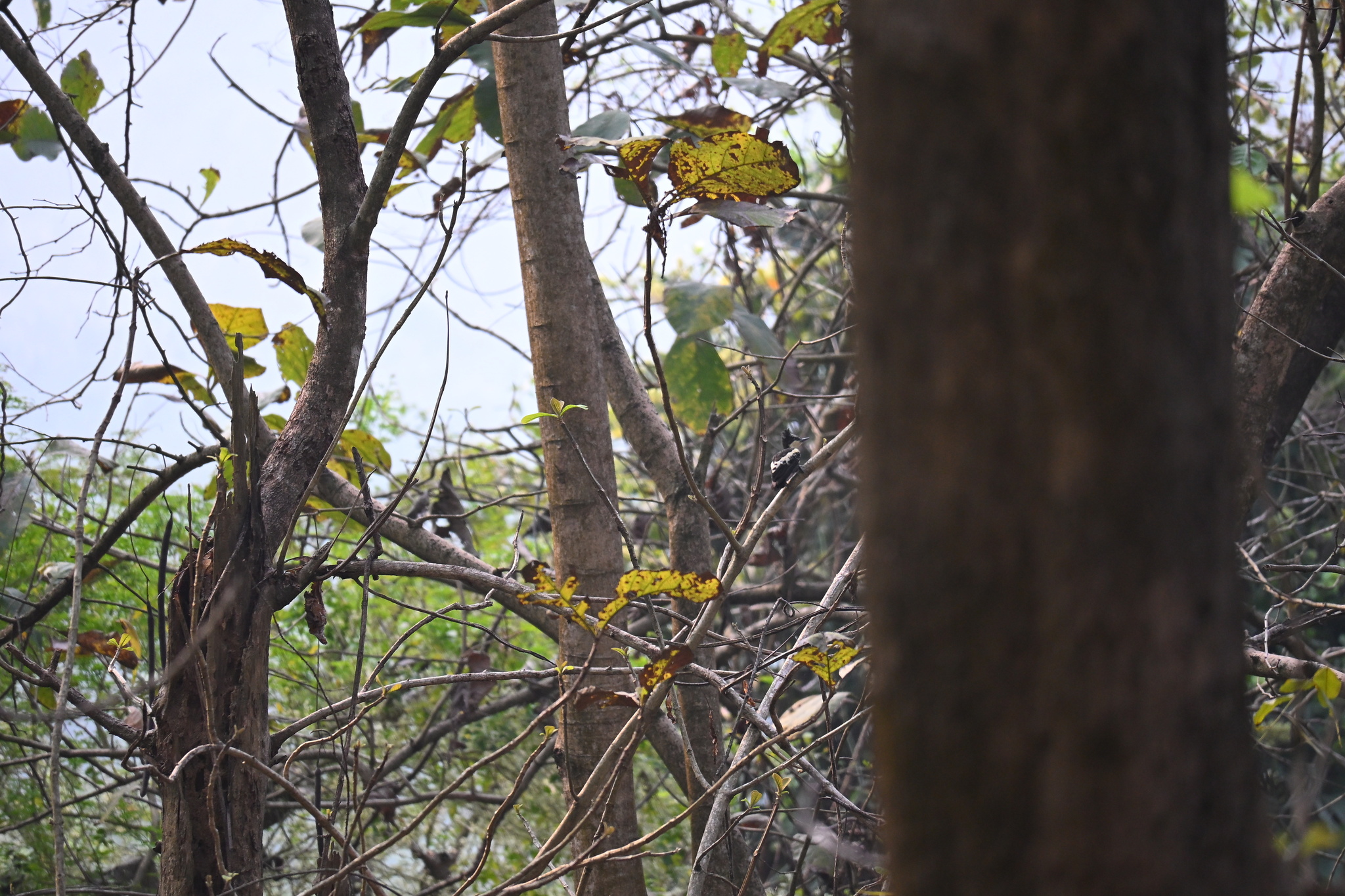 Heart-spotted Woodpecker (Hemicircus canente), photo 6