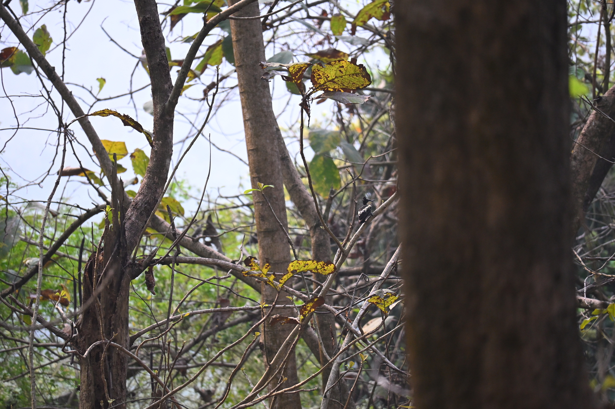 Heart-spotted Woodpecker (Hemicircus canente), photo 5