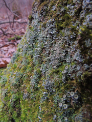 Cladonia conista