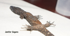 Lepidophyma tuxtlae