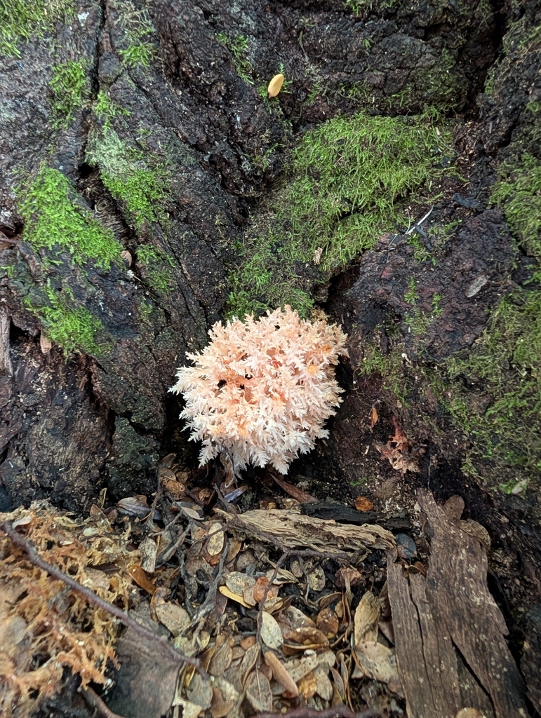 Hericium novae-zealandiae · March 2026 · photo: © eosthusiast (iNaturalist, cc-by)