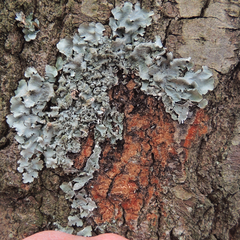 Parmotrema subisidiosum