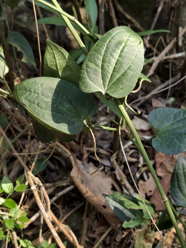 Aristolochia acuminata observed 2026-03-23