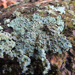 Heterodermia obscurata