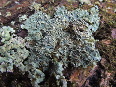 Heterodermia obscurata